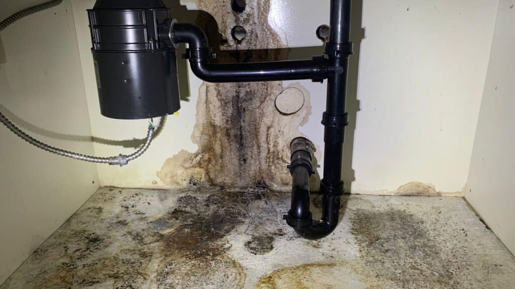 Mold Growth Under a Kitchen Sink Los Angeles